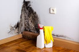 Why You Should Choose Our Mold Remediation Services in Loretto, PA